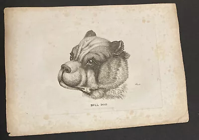 £4 • Buy Etching By Samuel Howitt BULL DOG