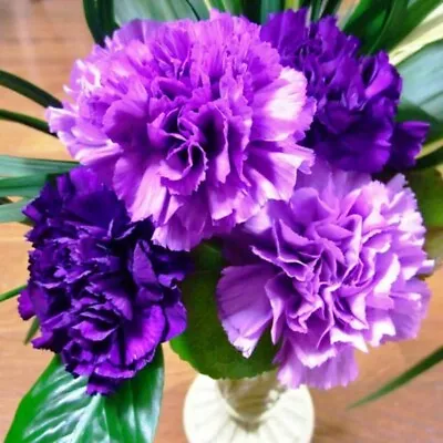 £8.95 • Buy 6x Carnation Violet Plug Plants Bi-annual Flower Garden - 24HR DISPATCH