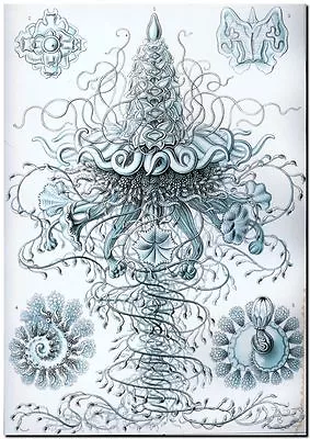 ERNST HAECKEL CANVAS PRINT Art Nouveau Jelly Fish Sea Life 8 X 10  Siphonophorae • $7.71