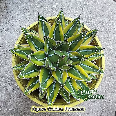 Variegated Queen Agave Golden Princess -  Starter Pup • $12