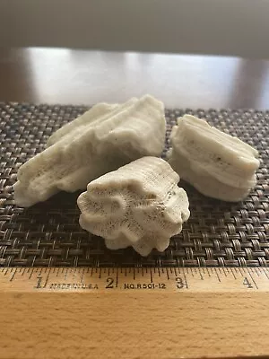 $6.90 • Buy Dried Brain CORALS Fossil Beach Ocean Sea Reef Fish Tank Aquarium Decoration