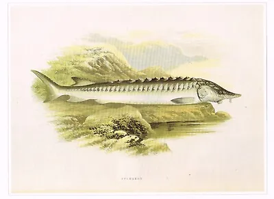 Sturgeon Vintage Fish Print Benjamin Fawcett A.F. Lydon Picture 1990 CNHPF#115 • $4.96