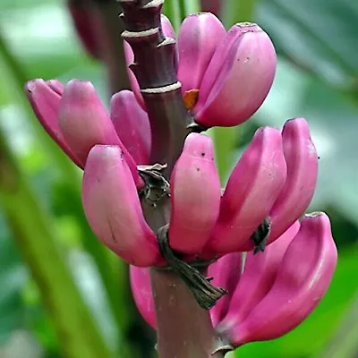 20 Pink Dwarf Banana Tree Fruit Plant Seeds (Musa Velu.) Rare Fast Hardy-Zone 7b • $8.95