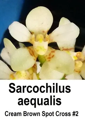 $10 • Buy THG Orchid SARCOCHILUS Aequalis - Cream Brown Spot Cross #2 Species 40mm