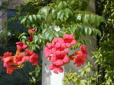 American Climbing Trumpet - Campses Radicans 100 Fresh Seeds • $24.99