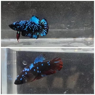 Pair Live Betta Fish - Male Female HMPK Black Stars Ready To Breed Premium • $15