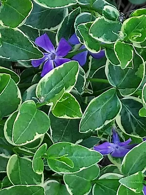 Variegated Vinca Major Big Leaf Periwinkle Perennials 10 Healthy Rooted  Plants • $7.95