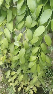 Vanilla Planifolia Orchid Plant Species 3 Roots Sri Lanka Free Shipping • $28.60