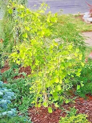 Ginkgo Biloba 'Weeping Wonder' • $49.99