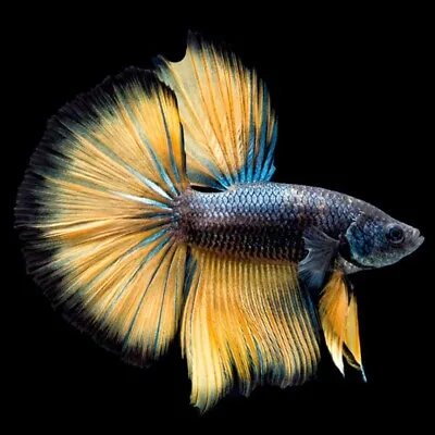 Halfmoon Mustard Betta Male | Betta Splendens | Labyrinth Fish | Siamese Fish • £31.63