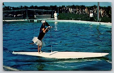 Marineland FL~Trained Dog Riding Surfboard Pulled By Porpoise~Vintage Postcard • $3.49