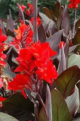 Canna Lily Cannova F1 Bronze-Scarlet Plug Plants Pack X6  Limited Supply! • £14.99