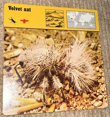 Vintage 1976 Animal Card - Velvet-ant - Printed In Japan • $5.97