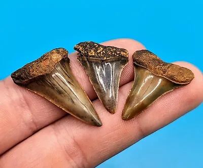 Glossy Trio Of Mako Shark Teeth From North Florida Eocene • $33