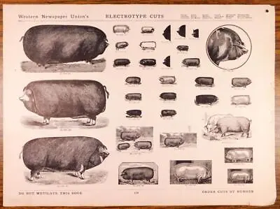 £16.58 • Buy Hogs / Swine  2-sided Pg 1909 Electrotype Cuts Catalog Print Block Art FD8-6-116