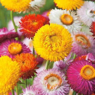 50 Mixed Giant Strawflower Seeds UK Paper Daisy Everlasting Helichrysum Plant • £3.29