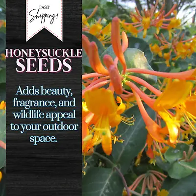 65 Honeysuckle Vine Seeds USA Seller Free Shipping Shrub Seeds Fragrant • $4.99