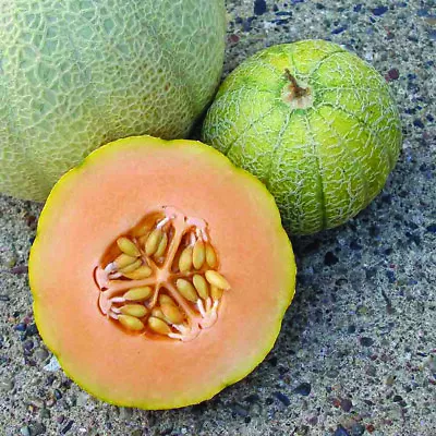 Minnesota Midget Cantaloupe Seeds 25+ Mini Melon Fruit NON-GMO FREE SHIPPING • $2.45