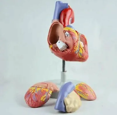 Life Size Human Heart Model Anatomical Medical Cardiovascular Teaching Anatomy • $54.60