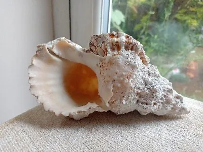 Conch Shell 18cm L Natural Seashell Nautical Seaside Shell Bathroom Decor  • £19.95