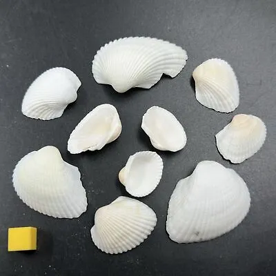 10 X White Litop Cockle Seashells - Genuine Shell Specimen - Certified • £8.40