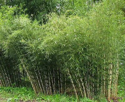 Fargesia Yunnanensis (Borinda) Graceful Umbrella Clumping Bamboo •15 Plant SEEDS • £3.99