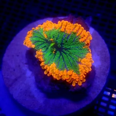 Unique Yuma Mushroom Coral WYSIWYG IC 3328 - Indigo Corals • $38