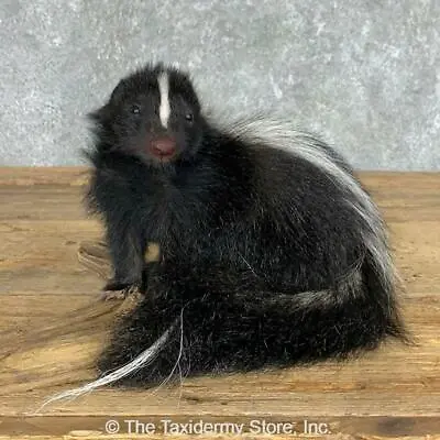 $545 • Buy #22453 E+ | Adolescent Striped Skunk Life Size Standing Taxidermy Mount