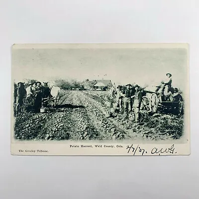 $12 • Buy Postcard Colorado Weld County CO Potato Harvest Farming 1907 Posted Undivided