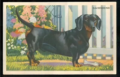 Dachshund Dog Card KELLOGGS Cereal F273-6 USA 1940's Dog Breeds Card Wiener Dog • $19.99