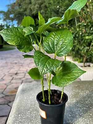 10 Plants 6-12  BETEL LEAVES LA LOP LA LOT -Shipping Bare Root Stems • $12.50