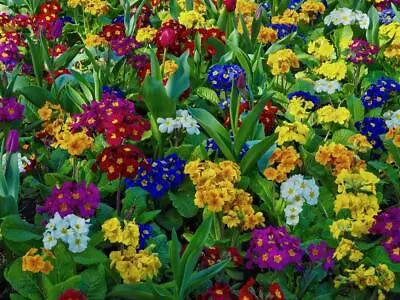 £2.29 • Buy Polyanthus 50 Seeds Mixed Colours- Endless Selection Of Colours And Vivid Flower