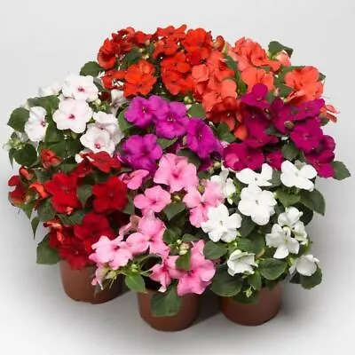 Impatiens Colour Parade 75 Seeds Flower Garden SPRING SUMMER DWARF PLANT Easy • £2.97