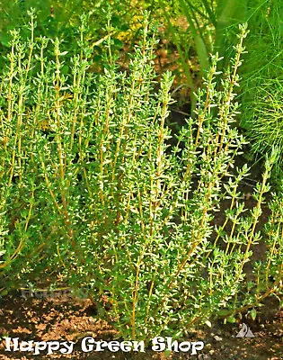 £0.99 • Buy Herb - Thyme - English Winter - 1200 Seeds - Thymus V. Perennial Household Herbs