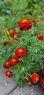 MARIGOLD Marigold 30 Seeds.. Herbs Tea Or Salad • $1.55