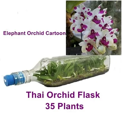 Thai Orchid Flask Elephant Cartoon 35 Plants Flower Young Plant Free Phyto • £142.80