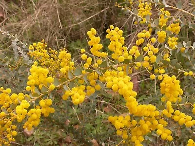 Acacia Pravissima Evergreen Shrub In 2L Pot Wattle • £15