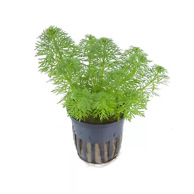 £5.99 • Buy Limnophila Sessiliflora (Ambulia) Live Aquarium Aquatic Plants Fish Tank