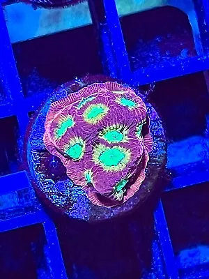 WWC Top Fuel Favia Coral King Wysiwyg Live Coral Frag • $6.99