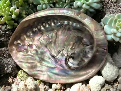 Authentic Iridescent Abalone Shell For Smudging Versatile Natural Incense Burner • £16.95