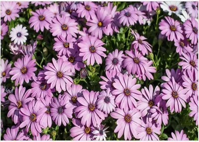 A4 Daisy Edible Wafer Image Cake Wrap Purple Daisies Flowers Paper Sheet  • $17