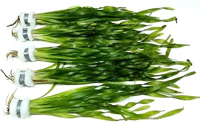 £5.49 • Buy Vallisneria Asiaticia  Corkscrew  Vallis Bunch Live Aquarium Aquatic Plants