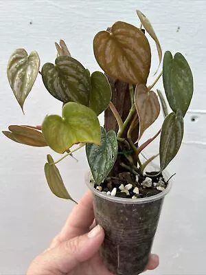 Philodendron Brandtianum Full Plant Multi Head | Aroid Australia | Indoor Plant • $22