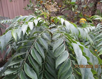 Curry Plant/Tree Curry Leaf Plant/Tree (Murraya Koenigii) 10cm - 15cm Tall • $11.99