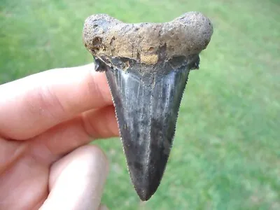 Quality Florida Auriculatus Shark Tooth Sharks Teeth Eocene Megalodon Mako Jaws • $169