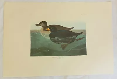 $149.99 • Buy The Birds Of America. Audubon. American Scoter Duck. Amsterdam Edition.