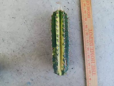 Pilosocereus Catingicola High Variegated Cactus From Brazil. Ships From FL • $75