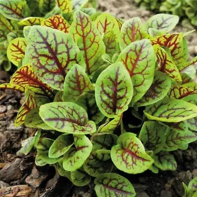 £3.41 • Buy Sorrel Red Vein 300 Seeds, Tasty Leaves, Use In Salads And Many Asian Recipes