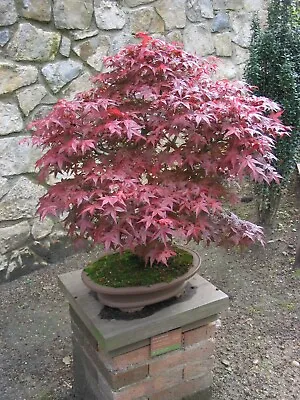 $7.95 • Buy 25 Red Japanese Maple Seeds - Acer Palmatum Atropurpureum - Hardy Palmate Tree