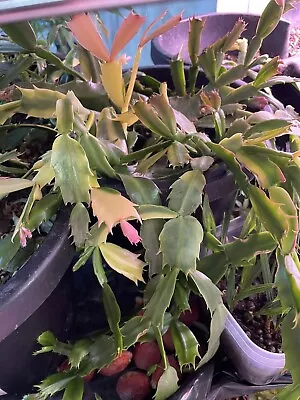 Variegated Christmas / Thanksgiving Cactus Cuttings • $17.99